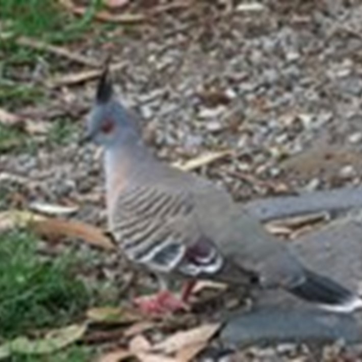 The Crested Pigeon can be spotted in the St Kilda Botanical Gardens