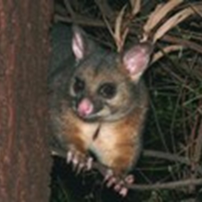 The Bushtail Possum can be found in the St Kilda Botanical Gardens