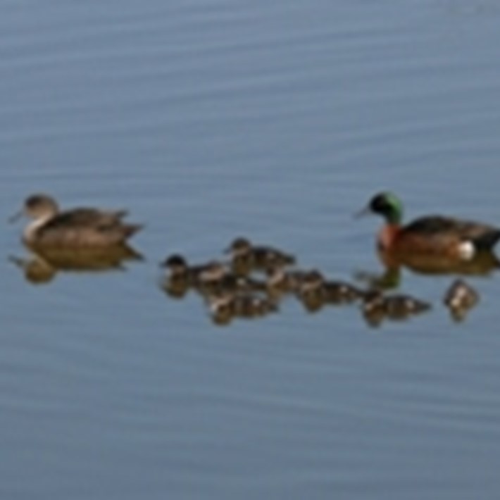 Family of chestnut teal ducks on the pond
