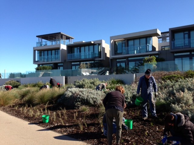 Volunteers putting plants in a garden bed along a footpath at First Point, Port Melbourne