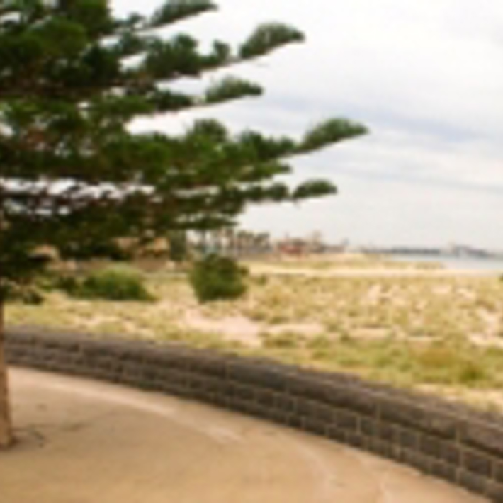 Tree surrounded by the foreshore path running along the stone wall and dunal vegetation