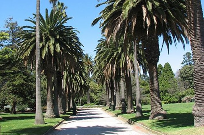 Palm lined gravel path in St Kilda Botanical Gardens
