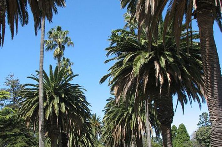 Palm lined gravel path in St Kilda Botanical Gardens