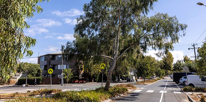 Trees and shrubs growing in a road median strip in a residential street