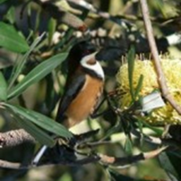 The Eastern Spinebill can be spotted in the St Kilda Botanical Gardens