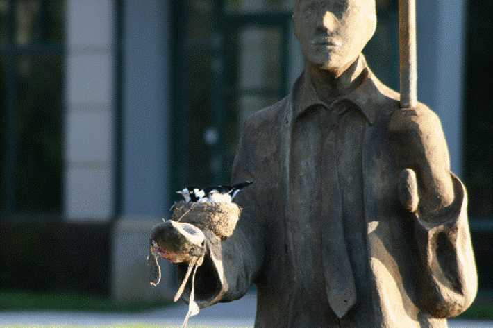 A pair of little mudlarks have made a nest on the sleave of the Rain Man sculpture in the ornamental pond