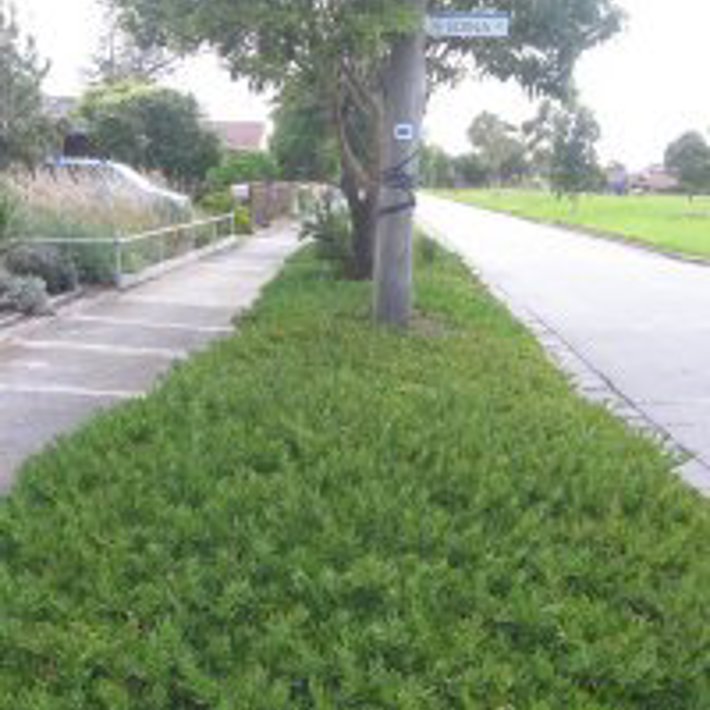Nature strip covered with Pig Face on Dunstan Parade