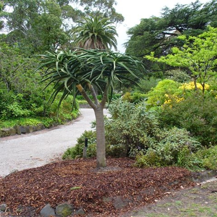 Aloe Barberae tree found in St Kilda Botanical Gardens