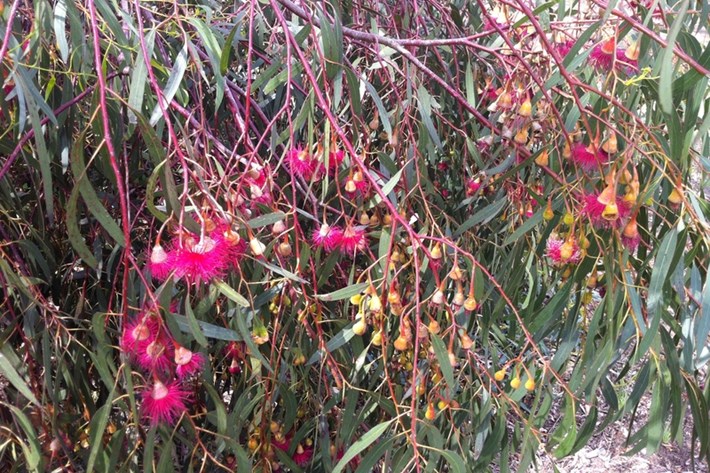 Pink flowering eucalyptus tree that can be found at Lagoon Reserve