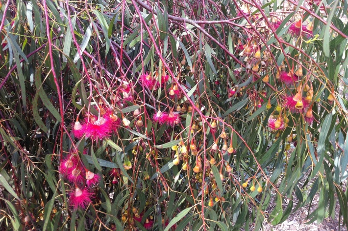 Pink flowering eucalyptus tree that can be found at Lagoon Reserve