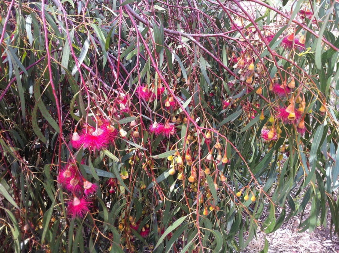 Pink flowering eucalyptus tree that can be found at Lagoon Reserve