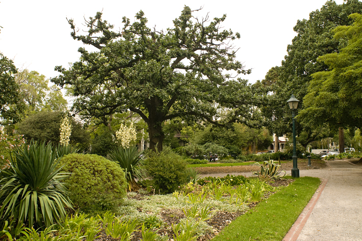 Manicured paths, garden beds and healthy trees in a park in Albert Park