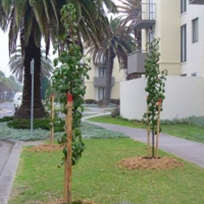 Two trees newly planted on a nature strip