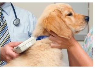 Vet checking a dog for a microchip