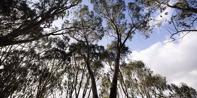 Looking up at the canopy provided by multiple native Australian trees