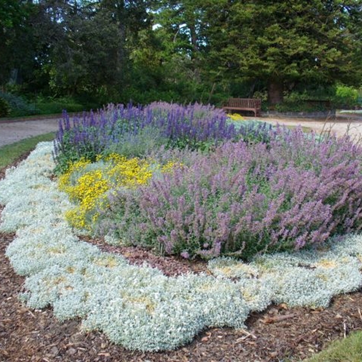 Xeriscape bed in the St Kilda Botanical Gardens