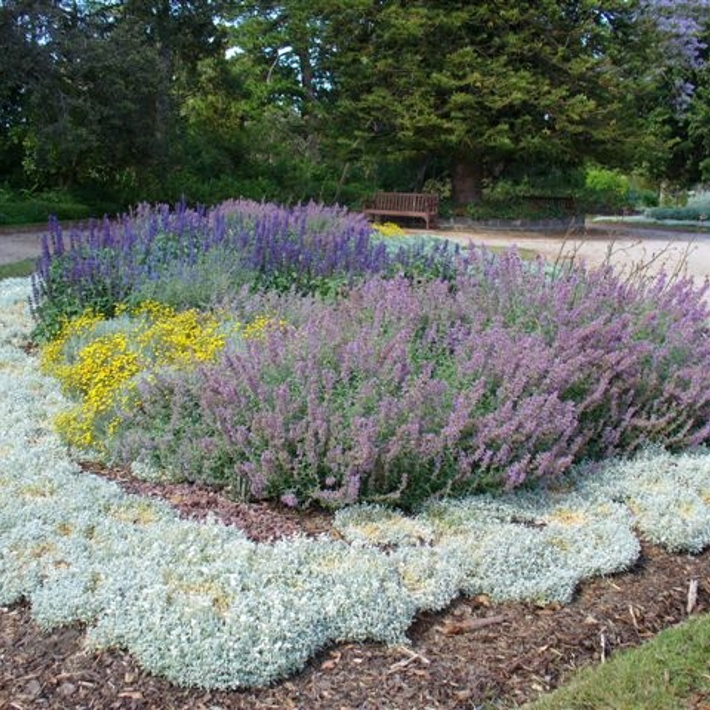 Xeriscape bed in the St Kilda Botanical Gardens