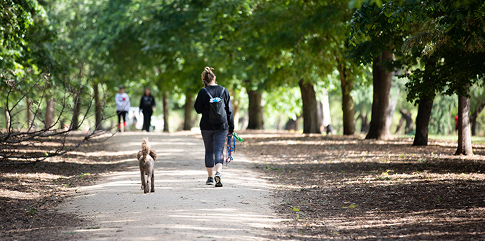 A woman walking a dog on a trail in Alma Park, St Kilda East.