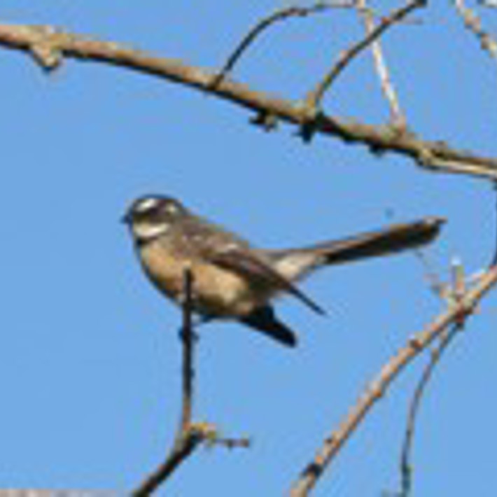 The Grey Fantale can be spotted in the St Kilda Botanical Gardens