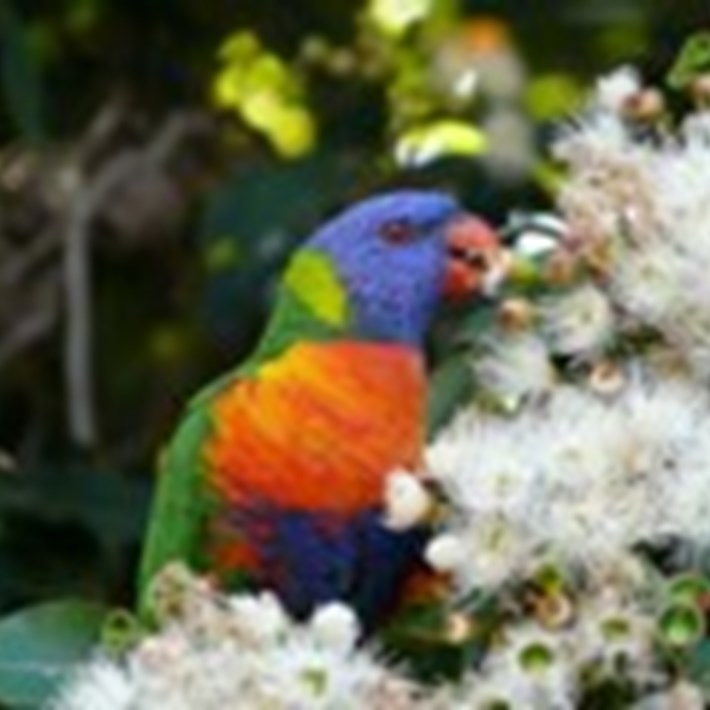 The Rainbow Lorikeet can be spotted in the St Kilda Botanical Gardens