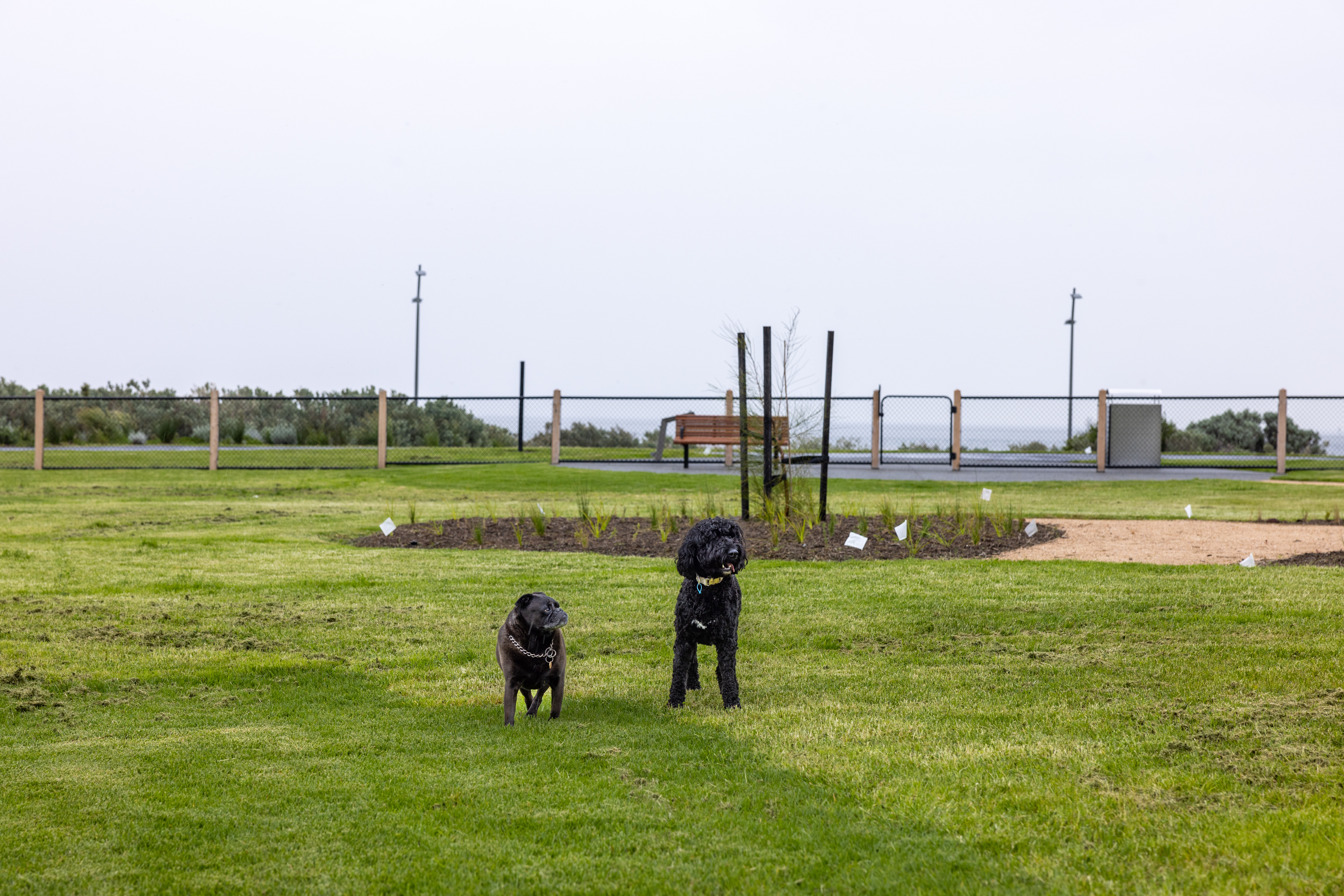 Dog offleash guidelines City of Port Phillip