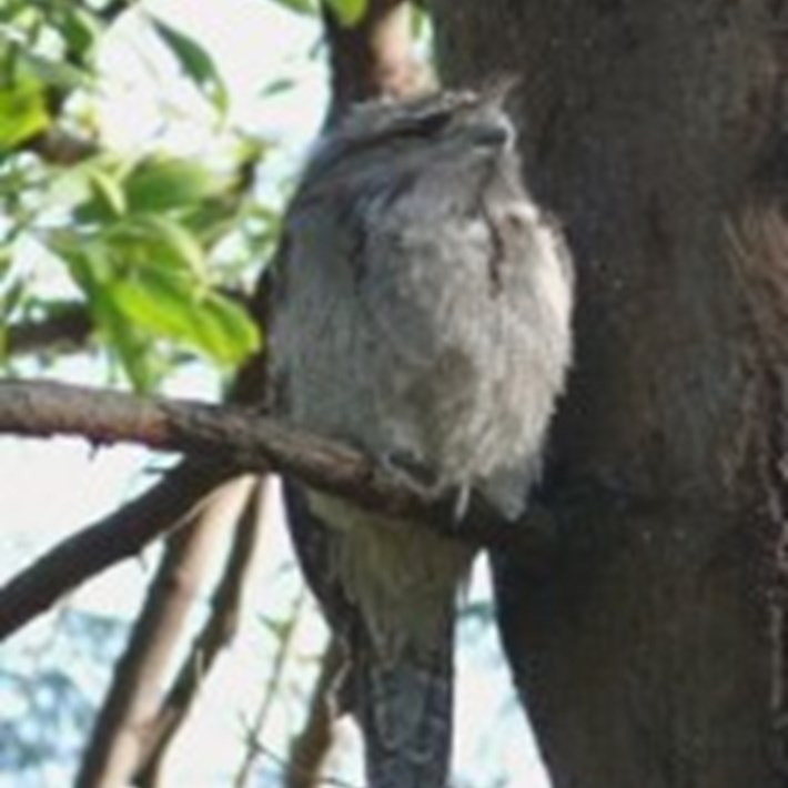 The Tawney Frogmouth can be spotted in the St Kilda Botanical Gardens
