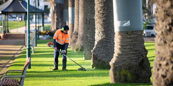 Council worker uses a powered edge trimmer tool to cut grass around a palm tree in Catani Gardens