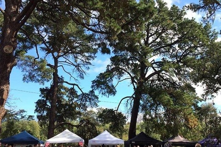 Busy market stalls surrounded by tall trees in Alma Park at Hank Marvin Market