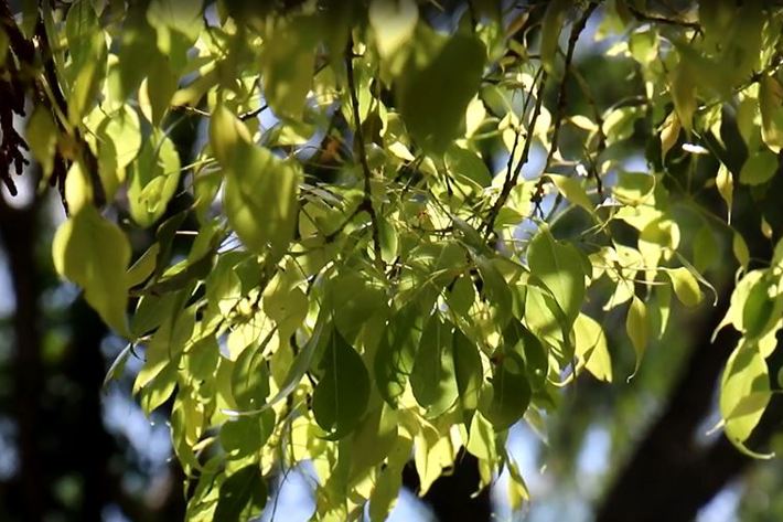Tree branches with sunlight illuminating the leaves.