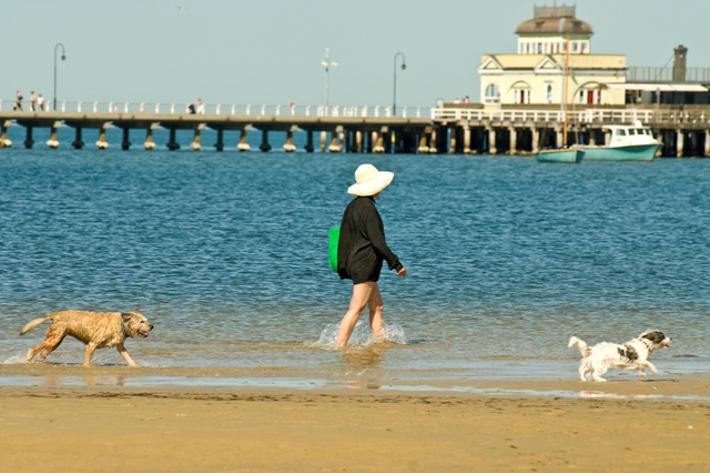 Women wading through the water on St Kilda West dog beach with two dogs off leash and the St Kilda Pier in the background.  