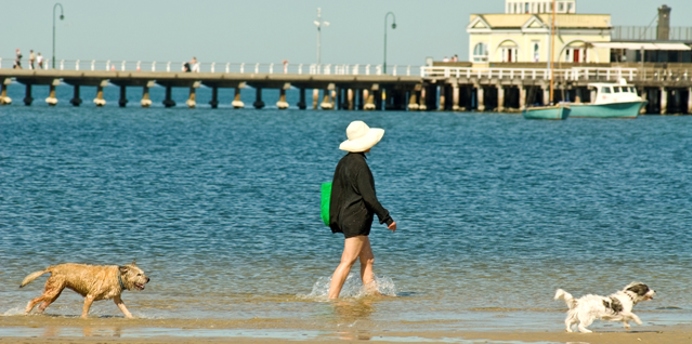 Women wading through the water on St Kilda West dog beach with two dogs off leash and the St Kilda Pier in the background.  