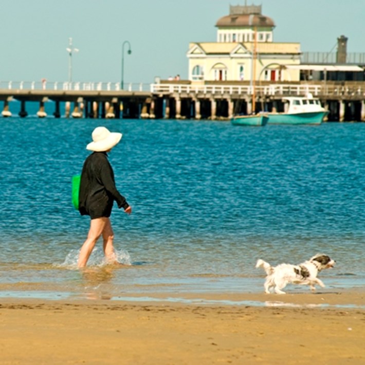 Women wading through the water on St Kilda West dog beach with two dogs off leash and the St Kilda Pier in the background.  