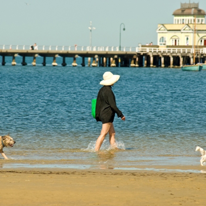 Women wading through the water on St Kilda West dog beach with two dogs off leash and the St Kilda Pier in the background.  