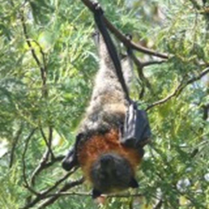 The Grey Headed Flying Fox can be spotted in the St Kilda Botanical Gardens