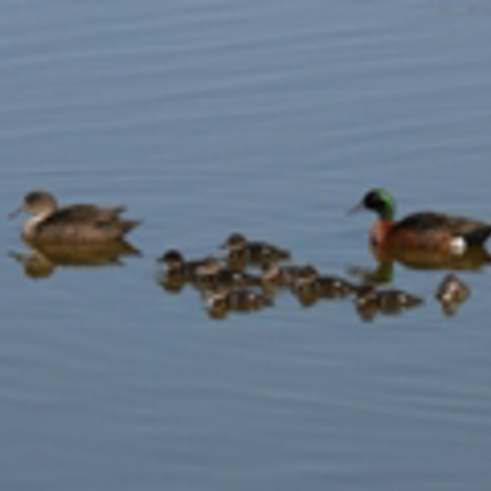 Family of chestnut teal ducks on the pond