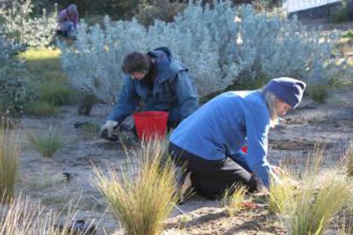 Two volunteers planting trees at West Beach Reserve
