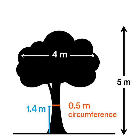 The image shows a tree with the measurements that define a canopy tree.