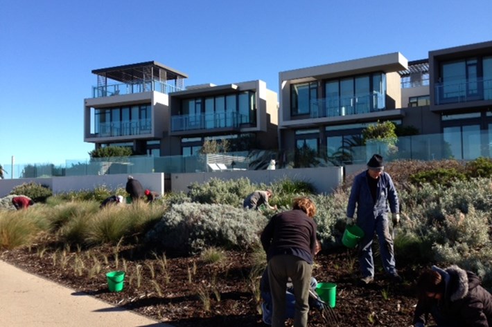 Volunteers putting plants in a garden bed along a footpath at First Point, Port Melbourne