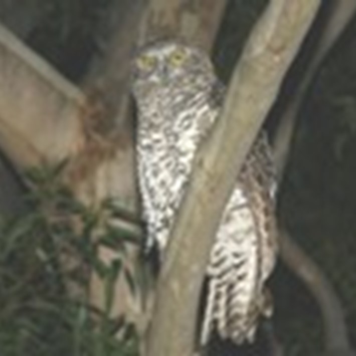 Owls can be spotted in the St Kilda Botanical Gardens