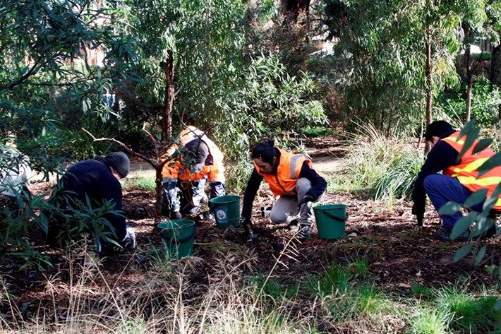 A group of four volunteers planting trees in the St Kilda Botanical Gardens