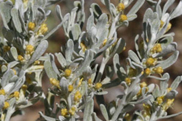 Close up image of Olearia Axillaris, Coastal Daisy Bush