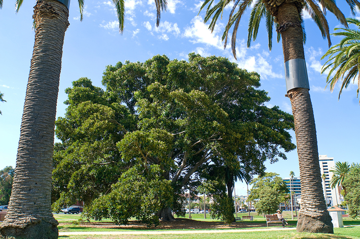 Mature tree and palms in Catani Gardens maintained by our Parks team