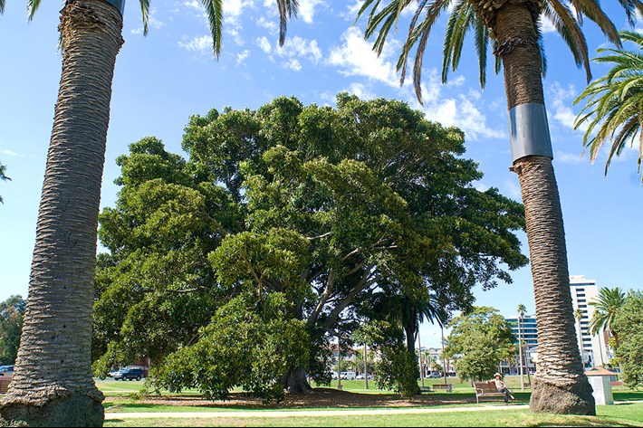 Mature tree and palms in Catani Gardens maintained by our Parks team 